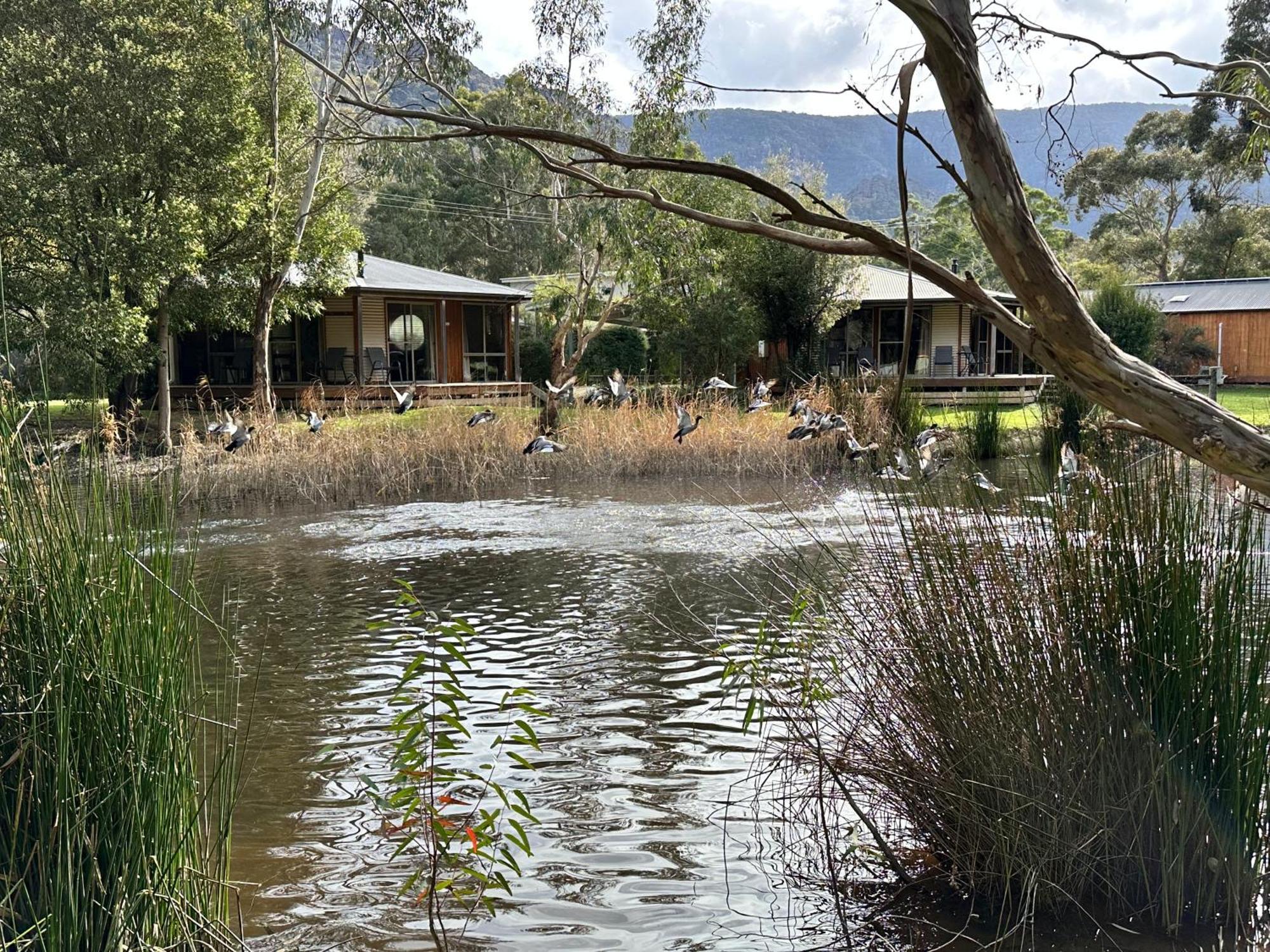 Grampians Chalets Холс Гап Екстериор снимка